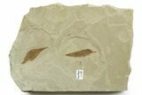 Detailed Fossil Feather and Leaves - Green River Formation, Utah #368732-1